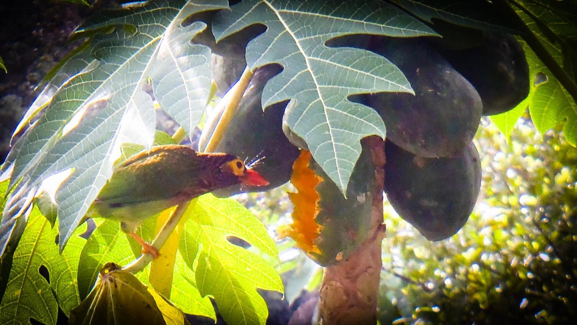 Singharaja Garden Agro Eco Lodge Pelawatta  Екстериор снимка