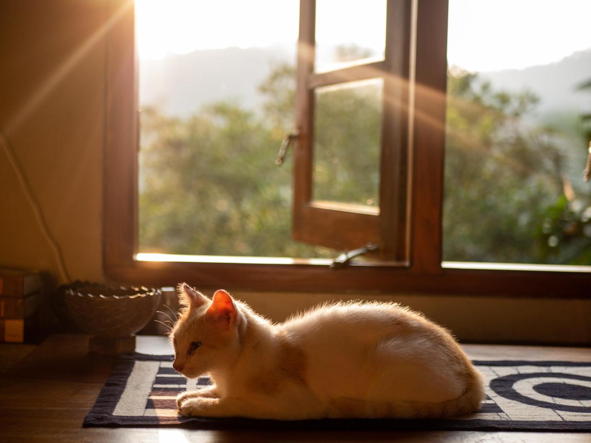 Singharaja Garden Agro Eco Lodge Pelawatta  Екстериор снимка